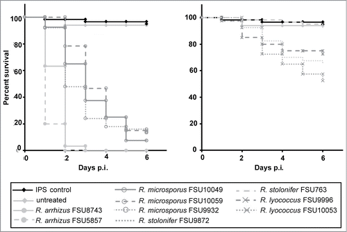 Figure 3. Virulence of different Rhizopus species in Galleria mellonella. Twenty sixth-instar larvae per group were infected each via injection in the hemocoel with 106 spores of thermotolerant species (left panel) and mesophilic species (right panel). Spore-depleted IPS was used as negative control. Experiments were performed 3 times; curves represent average survival rates over a period of 6 d post infection.