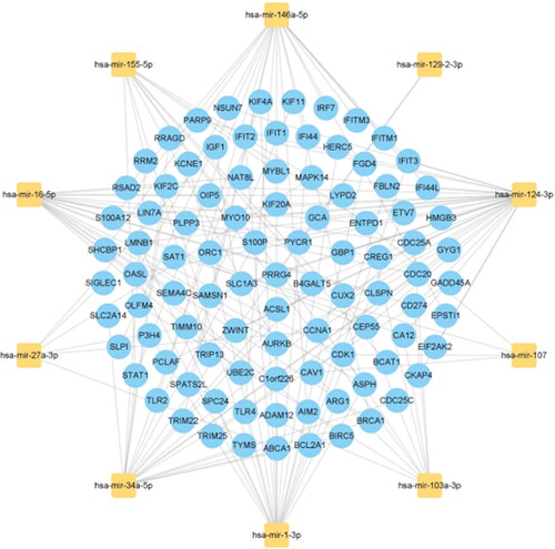 Figure 7. The top 10 miRNAs ranked by their scores and their interactions with common DEGs. In this network, the yellow squares represent miRNAs with the top 10 highest score, while the blue circles represent common DEGs correlated with miRNAs.