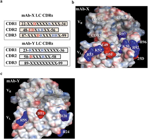 Figure 5. Identification of surface-exposed charged amino acids in the CDRs, based on the homology model. (a) Protein sequences of light chain CDRs for mAb-X and mAb-Y, showing positively (blue) and negatively (red) charged amino acids. (b-c) Molecular surface of mAb-X (b) and mAb-Y (c) Variable fragment homology models generated using the MOE.2016 software package. VL CDR charge amino acids are illustrated on the surface. VH CDR loops are also illustrated.