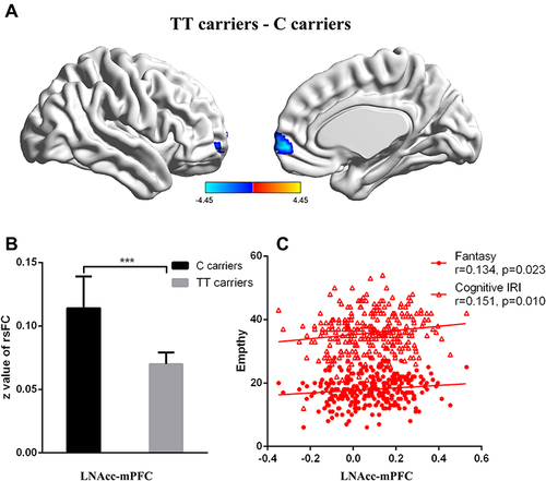 Figure 4 Genotype effects on functional connectivity in the LNAcc. Participants in the TT group exhibited lower functional connectivity of the LNAcc with the medial prefrontal cortex (mPFC, P<0.05; Figure 4A and B). The functional connectivity between the LNAcc and mPFC were significantly correlated with the cognitive IRI score (R=0.151, P=0.01) and Fantasy subscore (R=0.134, P<0.05; Figure 4C).