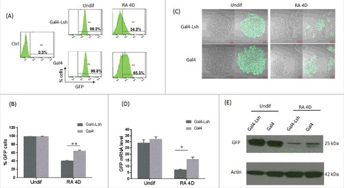 Figure 2. Association of Lsh at the Oct4 site represses GFP expression during ES differentiation. A-B. GFP expression was measured by flow cytometry analysis upon recruitment of Gal4-Lsh or Gal4 protein in Oct4: GFP ES cells before and after differentiation. Mouse ES cell without GFP knockin were used as the negative control. Flow cytometry results represents the mean ± SD n = 3, **P < 0.01. C-E. Determination of GFP mRNA and protein level in Gal4-Lsh or Gal4 expressing ES cell before and after RA treatment by fluorescence microscopy (C), real-time PCR (D) and western blot analysis (E). RT-PCR result represents the mean ± SD n = 4, *P < 0.05.