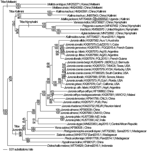 Figure 1. Maximum likelihood phylogeny (GTR + G model, G = 0.2250, likelihood score 109202.82577) of Mallika jacksoni and 39 additional mitogenomes from nymphalid subfamily Nymphalinae based on 1 million random addition heuristic search replicates (with tree bisection and reconnection). One million maximum parsimony heuristic search replicates produced eight trees (parsimony score 18,599 steps) which differ from one another only by the arrangement of Junonia coenia mitogenomes and one of which has an identical tree topology to the maximum likelihood tree depicted here. Numbers above each node are maximum likelihood bootstrap values and numbers below each node are maximum parsimony bootstrap values (each from 1 million random fast addition search replicates).
