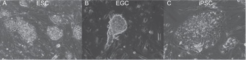 Figure 2 Pluripotent stem cell derivation produce colonies similar in morphology and culturing conditions. A) ESC colonies. B) EGC and C) PGC-derived iPSC colony.