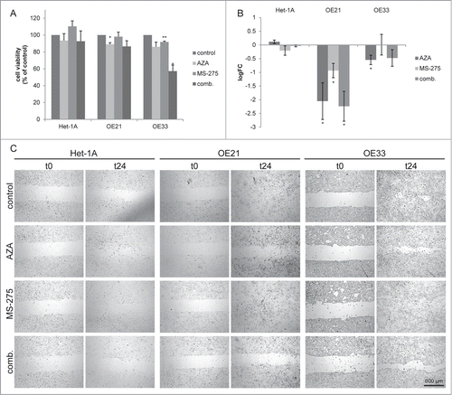 Figure 6. Azacytidine impairs migration specifically in esophageal cancer cells. (A) Cell viability measurement 24 h post inhibitor treatment. Shown is the mean ± SEM for 3 independent experiments, performed in technical triplicates. (B) Cell migration was analyzed 24 h post inhibitor treatment by cell exclusion assay. Cell migration was quantified 24 h post MS-275/AZA addition. Data is represented as the log2 fold change of the cell free area (mean ± SEM) of 3 independent experiments. Representative images are shown in (C).