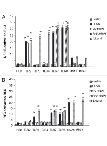 Figure 4 Receptor dependent activation in response to HRV6. HEK293 cells transfected with either TLR2, TLR3, TLR4, TLR7, TLR8, MDA-5 and RIG-I and a luciferase reporter gene were incubated with either no stimulus (grey bar charts), HRV6 virions (1 × 103 PFU/ml) (black bar charts), UV-inactivated HRV6 (white bar charts), ssRNA HRV6 (stripped black charts), specific receptor activating ligands (black dot charts). After stimulation, the cells were lysed and analyzed for luciferase activity. The data shown represent a mean of three independent experiments. Asterisks denote statistical significance (p < 0.001).