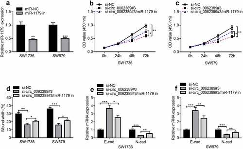 Figure 4. Circ_0062389 exerts promoting effects in PTC through modulating miR-1179. (a) qRT-PCR was used to detect the expression of miR-1179 after transfection of miR-1179 inhibitors into PTC cells; (b)&(c) CCK-8 assay was used to detect the proliferation of PTC cells after co-transfection of circ_0062389 siRNA and miR-1179 inhibitors; (d) Wound healing assay was used to detect PTC cell migration after co-transfection of circ_0062389 siRNA and miR-1179 inhibitors into PTC cells; (e)&(f) qRT-PCR was used to detect the mRNA expression of E-cadherin and N-cadherin after co-transfection of circ_0062389 siRNA and miR-1179 inhibitors into PTC cells. *P < 0.05, **P < 0.01, and ***P < 0.001