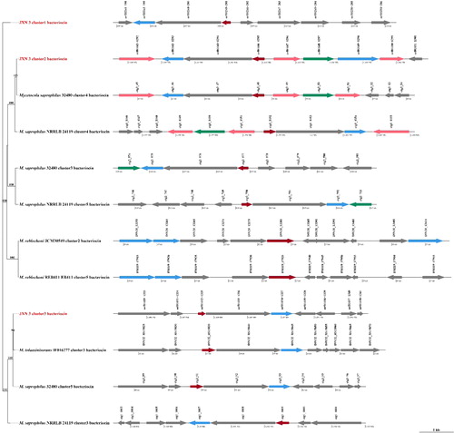 Figure 8. Comparisons of bacteriocin clusters in JXN-3 and other members of the genus Mycetocola. Numbers at nodes represent bootstrap values based on 1000 replicates. The arrow represents the secondary metabolite (SM) gene arrangement and strand pattern.