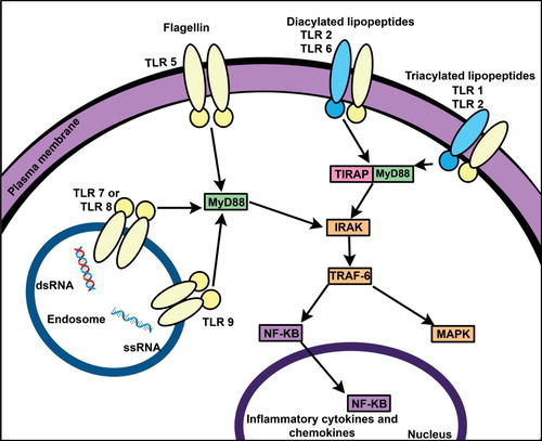 Figure 1. Schematic representation of TLR-ligand-mediated NF-κB activation. TLRs bind microbial PAMPs leading to the activation of NF-κB and IRF pathways. Activation of these pathways is mediated by the two key adaptor molecules MyD88 and TRIF. NF-κB enters the nucleus where it ‘turns on’ the expression of specific genes resulting in inflammatory, immune, or cell survival response. Key biological effects of NF-κB activation include the prevention of apoptosis. A set of endosomal TLRs recognize nucleic acids derived from viruses and endogenous nucleic acids.