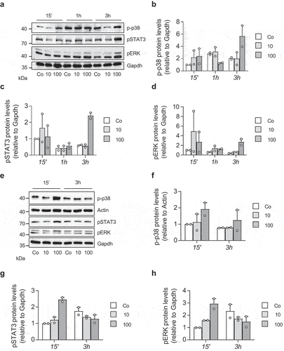 Figure 1. IL-27 activates stress signalling pathways in white adipocytes.