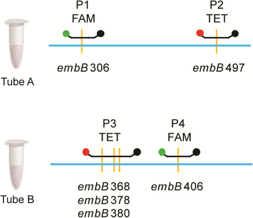 Figure 1 The region of embB targeted by the probe of MeltPro TB assay.