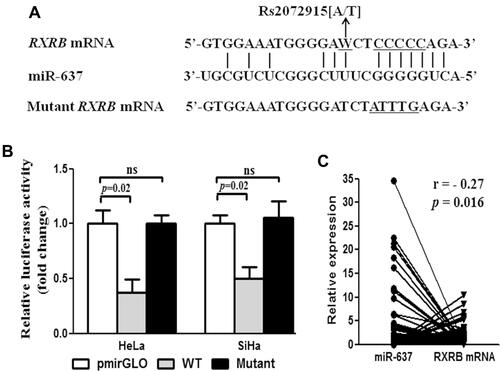 Figure 2 RXRB is a target of miR-637. (A) miR-637 and RXRB 3′-UTR binding sequences and RXRB mutant sequences. (B) After cotransfected into HeLa and SiHa cells with miR-637, wild-type RXRB 3′-UTR plasmid and mutant-type plasmid for 48 h, relative activity was measured using duel-luciferase reporter assay (ns, not significant). (C) Correlation between miR-637 and RXRB mRNA expression levels in CSCC tissues (n = 82).