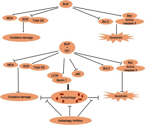 Figure 6 The overview of TET attenuated BUP-induced neurotoxicity in SH-SY5Y cells. BUP-induced SH-SY5Y cell apoptosis and oxidative damage were reversed by TET treatment. In addition, TET induced SH-SY5Y cell autophagy, and autophagy exerts prosurvival and antioxidant roles.Abbreviations: BUP, bupivacaine; monodansylcadaverine; TET, tetramethylpyrazine.