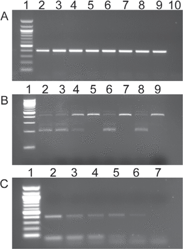 Figure 2. Genotyping vhlhu2117 mutant embryos from embryonic fin biopsy lysates.In each case, lane 1 contains a 100 bp DNA ladder (NEB). (A) PCR amplification of vhl mutant region results in a 412 bp DNA fragment. Lanes 2–9 contain PCR products generated from lysates from individual embryonic fin biopsies. Lane 10 contains a DNA negative control. (B) Digestion of the PCR products shown in panel A with BciVI identifies vhl heterozygous embryos (lanes 2, 3, 4, 6, 8) and vhl mutants (lanes 5, 7, 9). (C) Dilution series of the embryonic fin biopsy lysate used in panel A. Lanes 2–6 depict 1:2, 1:10, 1:20, 1:50, and 1:100 dilutions respectively. Lane 7 contains a DNA negative control.