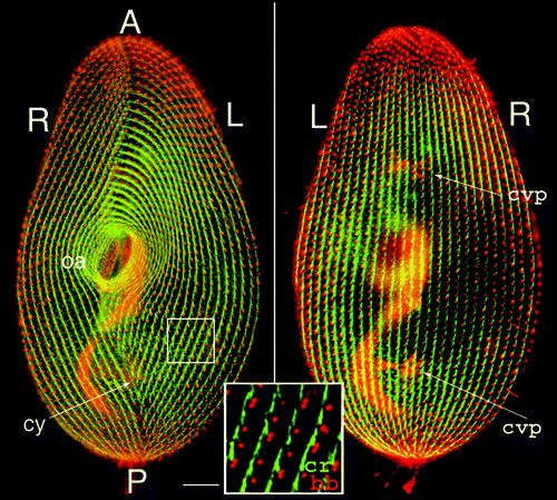 Figure 1 Cortical organization of Paramecium. The figure shows the ventral (left) and dorsal (right) sides of a cell immunolabeled by an anti-tubulin antibody which reveals basal bodies as discrete dots (bb) and an antibody directed against the ciliary rootlets (cr) which form a thin bundle emanating from each basal body, as shown in the enlargement. A-P marks the antero-posterior cell axis. The ventral side is marked by a line of contrast in the global arrangement of basal body rows, the oral meridian, which defines the right (R) and the left (L) of the cell. The oral apparatus (oa)-a ciliated funnel at the bottom of which phagocytosis takes place-and the cytoproct (cy) open on the ventral side, while the pores of the contractile vacuole systems (cvp) localize on the dorsal surface. Bar: 10 mm. Images appear courtesy of F. Ruiz.