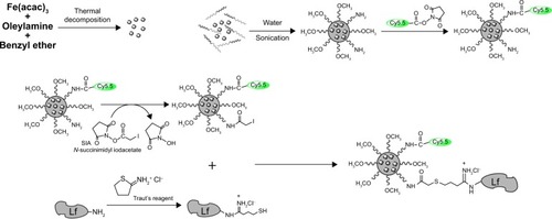 Figure 1 Steps for preparation of the Cy5.5-Lf-SPIO micelles.Abbreviations: Lf, lactoferrin; SPIO, superparamagnetic iron oxide; SIA, succinimidyl iodoacetate.