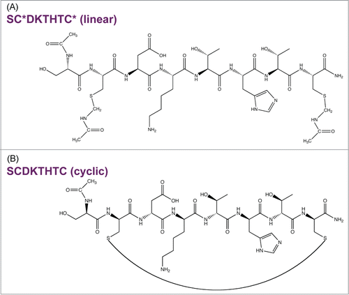 Figure 1. Model hinge peptides. (A) Linear peptide with N-terminal acetylation, C-terminal amidation, and *Cys blocked with acetaminomethyl (ACM) groups. (B) Cys deproptected and cyclized peptide.