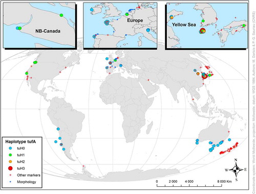 Fig. 2. Map of sampling sites showing the relative occurrence of the tufA haplotypes (659 bp) detected for Ulva australis. Labels tuH0–tuH3 are named based on the number (0–3) of substitutions in tufA sequences (see Supplementary figure S2). Other markers than tufA and studies based on morphological observations: red and blue cross, respectively