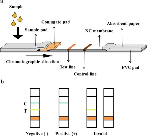 Figure 2. The cross-section structure of fluorescence immunochromatographic test strip (a) and the results judgment of immunochromatographic test strips (b).