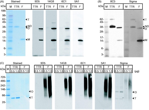 Figure 2. Characterization of mis-TTR mAbs by Western blot analysis. (A) Native TTR (TTR) and pH4-TTR (F) were separated by non-denaturing SDS-PAGE and stained with instant blue or Western blotted with mis-TTR mAbs. Under these PAGE conditions, native TTR migrated as primarily an ∼38 kDa native dimer (ND) with a minor amount of ∼60 kDa tetramer (T). pH4-TTR migrated as an ∼15 kDa monomer (M) and a ∼32 kDa non-native dimer (D). All four mis-TTR mAbs showed immunoreactivity toward the non-native TTR monomer and dimer, but did not react with native TTR. (B) In contrast, the total TTR mAbs, 8C3 and the Sigma pAb did not discriminate between TTR species. (C) By native-PAGE/Western, native TTR migrated as a tetramer (T) and a higher molecular weight native oligomer (O) while pH4-TTR (F), composed of aggregated forms of TTR, migrated as a high molecular weight smear ranging in size from ∼66–720 kDa. All four mis-TTR mAbs strongly recognized this high molecular weight TTR smear but did not react with the native tetramer or native oligomer. In contrast, the Sigma pAb reacted with all TTR species and did not show any conformational specificity.