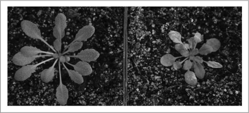 Figure 4 Phenotypes of untreated (left) and camphor-treated plant (right) at the end of the measuring period.