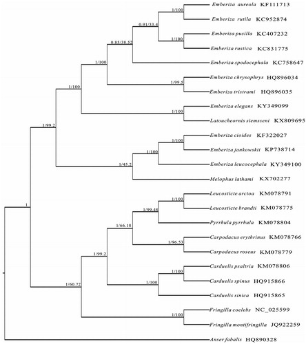 Figure 1. The phylogenetic trees based on the complete mitochondrial DNA dataset using MP (node in right) and Bayesian Inference (node in left).