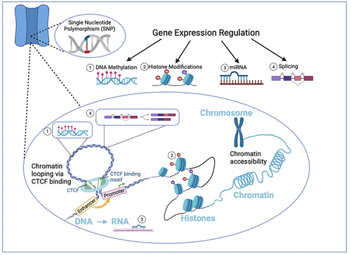 Figure 1. Gene expression regulatory processes at the level of chromatin that can be disrupted by disease-associated SNPs as observed in LTCC genes CACNA1C and CACNA1D. Gene expression can be regulated at the level of (1) DNA methylation, (2) histone modifications, (3) miRNA, and (4) splicing. Additionally, structural changes at the genomic level, such as chromatin looping which brings regulatory DNA elements such as enhancers and promoters in close proximity, are involved in activation transcription. The protein CTCF (CCCTC DNA-binding factor) plays a key role in changes in chromatin architecture.
