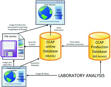 Fig. 1. Overview of the CCAP KnowledgeBase structure