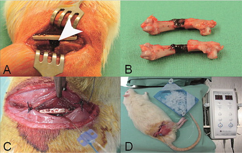 Figure 1. A. A titanium-coated polymer plate was used to stabilize the defect in the rat femur (arrow). B. Explanted femora with clotted fracture hematoma 24 h after surgery. C. The microdialysis probe was inserted into the defect and fixed to the plate. D. Experimental setting for in vivo microdialysis. The probe was connected to the microdialysis pump. Samples were collected on ice.