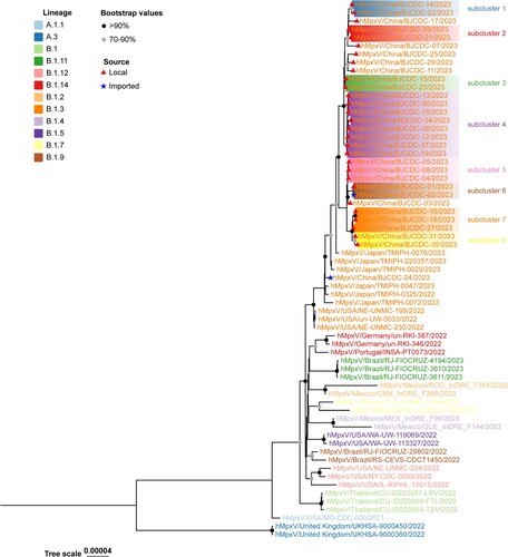Figure 2. Phylogenetic tree based on the genome sequences of the Mpox virus.Note: Phylogenetic analysis of 29 local strains and 2 imported strains in Beijing, 2023. Different-colored branch names represent the different lineages. The black circles indicate bootstrap values of >90%, and the grey circles indicate bootstrap values of >70% and <90%. The red triangles indicate local strains and the blue stars indicate imported strains.