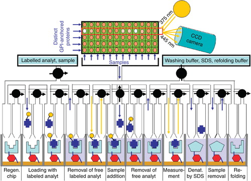 Figure 7. Automated pilot device of the GPI-protein chip. The principle is depicted for a single GPI-anchored receptor, binding-protein or antibody per well, only. The pilot device enables the simultaneous online measurement of up to five analytes (through expression of five distinct GPI-anchored proteins) per well for 12 different samples per cycle. The sequence of the individual steps per cycle are shown for the RIA/ELISA mode of operation and explained in detail in the text.
