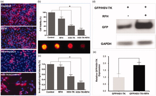 Figure 2. In vitro experiments tested the therapeutic effect of different treatments on ovarian cancer cells transfected with lentiviral mCherry/Luciferase gene. (a) Confocal microscopy showed a significantly smaller number of cells surviving the HSV-TK/GCV gene therapy combined with RFH compared to other three groups. (b) MTS assay showed the lowest cell viability in the combination therapy group (*p < .05). (c) BLI of cells further confirmed the synergistic effect of the combination therapy, shown as a significantly decreased photon signal of cells in the combination therapy group (*p < .05). (d, e) Western blotting quantification of GFP expression level in cells treated with and without RFH enhancement demonstrated an increased gene transduction with RFH (p < .05, n = 6 per group).