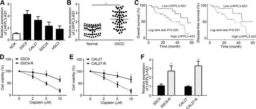 Figure 1 LHFPL3-AS1 is upregulated in OSCC and associated with cisplatin resistance. (A) Levels of LHFPL3-AS1 in OSCC cell lines. (B) LHFPL3-AS1 expression in OSCC tissues by qRT-PCR. (C) Overall and disease-free survival rates based on LHFPL3-AS1 median value in OSCC tissues. (D) Analysis of cisplatin-resistance in SSC9 and SCC9-R cells by CCK8 assay. (E) Analysis of cisplatin-resistance in CAL27 and CAL27-R cells by CCK8 assay. (F) Relative expression of LHFPL3-AS1 in indicated cell lines. *P<0.05.