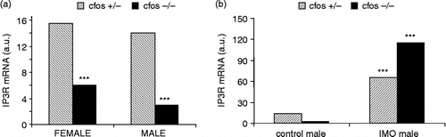 Figure 2 Effect of c-fos knockout on the IP3R1 mRNA in the cardiac left atria in control conditions (A) and after a single immobilization stress (B; IMO). Each column represents an average of three animals. Statistical significance *** represents p < 0.0001.
