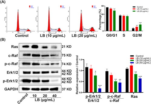 Figure 2. LB evoked cycle arrest at G2/M phase and inhibited Ras/ERK signaling pathway on CNE2 cells. (A) Cells were treated with LB (10 and 20 μg/mL) for 48 h. Flow cytometry was executed for the evaluation of the percentage of cells at G0/G1, S, and G2/M phases. (B) Cells were treated with LB (10, 20, and 40 μg/mL) for 48 h. Western blotting was implemented for the determination of Ras, c-Raf, p-c-Raf, Erk1/2, p-Erk1/2, and GAPDH expression in CNE2 cells. GAPDH was used as an internal control. (n = 3, *p < 0.05, **p < 0.01, ***p < 0.001 compared with the control group).
