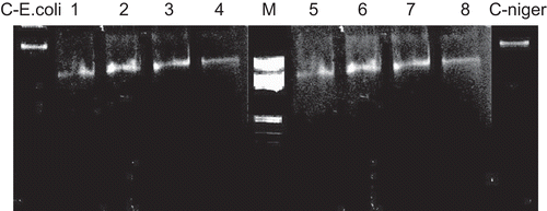 Figure 8.  Agarose gel electrophoresis. M, standard molecular weight marker; C-E.coli, control DNA of E. coli; lanes 1–4, E. coli DNA treated with Schiff base, Cu(II), Co(II), and Ni(II) complexes, respectively; lanes 5–8, A. niger DNA treated with Schiff base, Cu(II), Co(II), and Ni(II) complexes, respectively; C-niger, control DNA of A. niger.