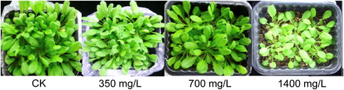 Figure 2. Kanamycin suppresses plant growth.Note: Arabidopsis seedlings were grown on soil for 21 days then irrigated with 0, 350, 700, and 1400 mg/L kanamycin solution. The picture was taken after 30 d growth.
