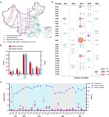 Figure 1. Prevalence of different subtypes of avian influenza viruses detected in wild birds in the Yellow River Delta wetland in eastern China, 2017–2021. (A) Sampling sites; (B) sampling size and number of isolates for each year; (C) sampling frequency, sampling numbers, AIV isolation numbers, and AIV isolation rates at each collection date; (D) subtypes identified.