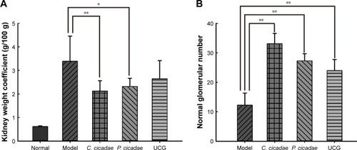Figure 5 Effects of C. cicadae, P. cicadae, and UCG treatments on adenine-induced changes in kidney weight coefficient (A) and normal glomerular number in rats (B).