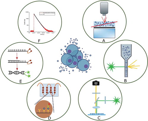 Figure 1. Simplified schematic overview of the main optical techniques used for EV analysis. Centre image: EVs secreted from cells. Techniques where EVs are analysed in suspension include A: nanoparticle tracking analysis, B: flow cytometry, C: fluorescence spectroscopy (lifetime, polarization). Methods where EVs are immobilized on a surface include D: fluorescence microscopy for isolated EVs (for live imaging, EVs can be in suspension) and E: microarrays and microfluidics. Also, F: quantitative PCR, in which the EVs are lysed.