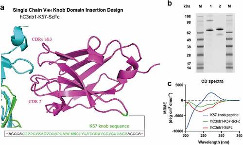 Figure 7. Bovine knob peptides insertion into the non-binding loops of the hC3nb1 anti-C3b VHH Panel (a) shows the crystal structure of the VHH, hC3nb1, in purple (PDB accession code: 6EHGCitation20) in complex with C3b, in cyan/green. The site of insertion of the K57 knob domain is shown. Panel (b) the purified material is shown by non-reducing SDS-PAGE (1 µg load), lane 1 is hC3nb1-ScFc and lane 2 is hC3nb1-K57-ScFc. Panel (c) Far UV CD reveals changes in secondary structure arising from insertion of the knob domain