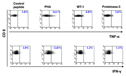 Figure 1. Intracytoplasmatic cytokine staining (ICS). Intracytoplasmatic cytokine staining (IFN-γ and TNF-α) of CD8+ T cells, after in vitro stimulation with peptide- pulsed PBMC (patient # 8). Control, irrelevant HLA-A2+ peptide.