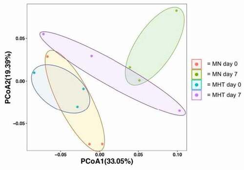 Figure 5. Principal coordinate analysis (weighted, UniFrac; p = 0.019) of overall microbiome composition pre- and post-FMT. Colored circles represent the microbiome of an individual at the 95% confidence interval, with the group membership identified by color, as indicated in the key, where; “MN day 0” (Orange circles) represents untreated control animals prior to FMT, “MN day 7” (green circles) represents untreated control animals following to FMT, “MHT day 0” (blue circles) represents methylone tolerant animals prior to FMT and “MHT day 7” (purple circles) represents methylone tolerant animals following to FMT. Ellipses are added to highlight each experimental group.