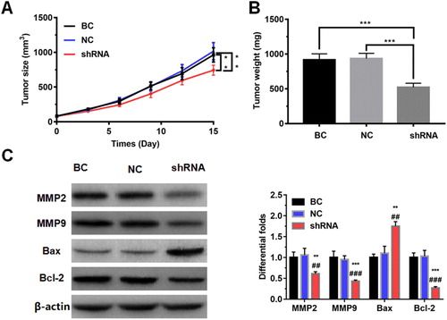 Figure 3. The effect of LncRNAZFAS1 on the NSCLC cell proliferation in vivo. Knockdown of LncRNAZFAS1 suppressed NSCLC cell proliferation, with decreasing tumor volume (A) and tumor weight (B) in a tumor xenograft model (N = 20). (C) The knockdown of LncRNAZFAS1 significantly down-regulated the proteins MMP2, MMP9, and Bcl-2, whereas up-regulated the protein Bax (N = 20). shRNA: A549 cells transfected with sh-LncRNAZFAS1; NC: A549 cells transfected with an empty lentiviral vector; BC: unmanipulated A549 cells. Data were shown as mean ± SD, ** P < 0.01, *** P < 0.001. ## P < 0.01, ### P < 0.001.