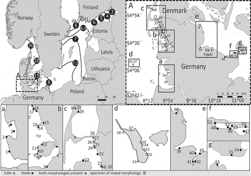 Fig. 2. Sites in northern Germany where Ulva compressa was collected. Overview map about the Baltic Sea with respective sea surface salinity. Visualization of the salinity gradient within the Baltic Sea by isohalines with particular salinity values (PSU) in circles (HELCOM-data) dropping with increasing distance from the North Sea. Dashed box (A) represents sampling area for specimen used in this study. (A) Map of northern Germany with numbered sampling sites and indication of found morphologies (legend) at the Wadden Sea (no. 1–27), on Helgoland (no. 28–33) and in the Baltic Sea (no. 35–47). See insets a–g for a better resolution.