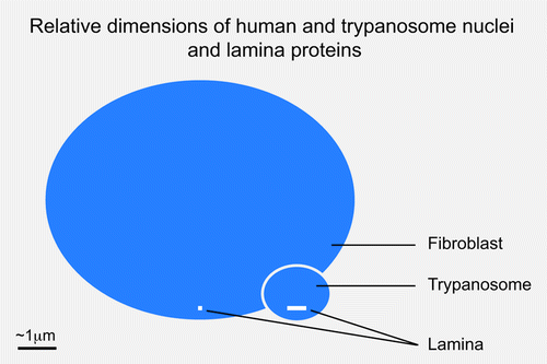 Figure 2. Relative sizes of metazoan and trypanosomatid nuclei and lamina monomers. Blue ovals indicate the relative sizes of a fibroblast and trypanosome nucleus, at 10 μm and 1.5 μm in diameter. The molecular weight of the unikont lamins is approximately 60 kDa while NUP-1 is 450 kDa; these are indicated as white bars close to the indicator lines for each nucleus. The inference is that the structural arrangement of the lamina in these systems is potentially very different.