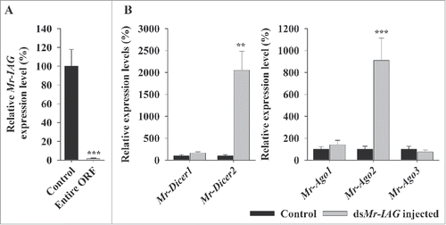 Figure 3. Expression levels of RNAi associated genes in response to entire ORF dsMr-IAG injection. (A) Mr-IAG expression level in dsMr-IAG injected group (entire ORF) vs. non-injected group (Control). (B) Expression levels of Mr-Dicer and Mr-Argonaute paralogs in the same experimental groups as in (A).