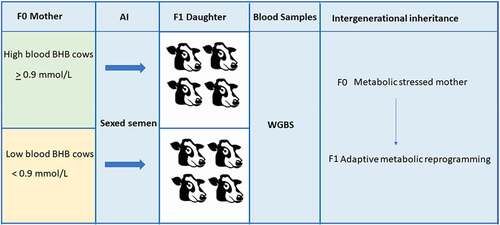 Figure 1. Schematic diagram of the experimental design.The concentrations of blood BHB were measured at 45 days postpartum to determine the maternal metabolic status of eight cows. Regarding of result, cows were classed into low (< 0.9 mmol/L) and high (≥ 0.9 mmol/l) BHB levels. For each cow, two doses of sexed semen were used for artificial insemination. Then the embryos were transferred to nulliparous recipients of the same age and condition. The daughters of these cows (four for each treatment) were then used for DNA methylation analysis after collecting their blood.