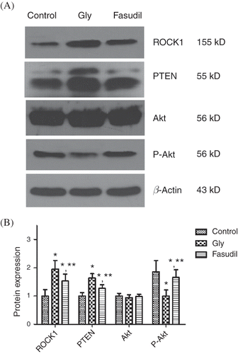 Figure 4. ROCK1, PTEN, and Akt/P-Akt protein expressions. (A) Densitometric quantifications of band intensities from western blot for ROCK1, PTEN, P-Akt, Akt/β-actin. ROCK1 protein expression was increased significantly in the Gly group compared with the control group. With fasudil treatment, ROCK1 protein expression was significantly downregulated compared with the levels in the Gly group. The expression of total Akt protein in each group was at the same level, while the level of phosphorylated Akt was significantly lower in the Gly group compared with the control group, and the phosphorylated Akt level was significantly upregulated in the fasudil group compared with the Gly group. (B) Representative tissue ROCK1, PTEN, and Akt/P-Akt protein expression.Note: *p < 0.05 versus control group, **p < 0.05 versus Gly group, n = 10.