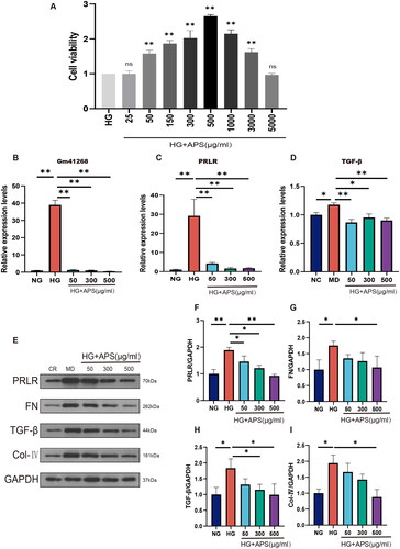 Figure 4. APS inhibits Gm41268/PRLR and alleviates fibrosis in HG-treated NRK-52E cells. (A) NRK-52E cells were treated with HG or HG plus APS at different concentrations for 48 h. Cell viability was measured using a Cell Counting Kit-8. (B–D) Validation of Gm41268, PRLR, TGF-β expression by qRT-PCR (n = 3). (E–I) Expression of proteins associated with fibrosis was evaluated by western blotting; representative blots and densitometry results are shown (n = 3). Data are presented as the mean ± SD. *p < .05; **p < .001.
