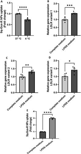 Figure 5. Uptake of Nile red labelled Sq-GusNPs by mouse macrophages. (A) Uptake of Nile red labelled Sq-GusNPs by macrophages cultured in complete medium at 37 and 4 °C. The lower uptake at 4 °C demonstrates that the internalization of the nanoparticles was mainly performed via an energy-dependent mechanism. (B–D) Are gene sequences associated with variants 1, 2, and 3 of the LDLR gene, respectively. In all cases, a higher expression of LDLR was observed after culturing the macrophages with LPDS for 24 h. (E) Uptake of Nile red labelled Sq-GusNPs by macrophages expressing normal and higher levels of LDLR. A 3-fold increase in Sq-GusNPs uptake was observed after inducing the expression of LDLRs in macrophages confirming the participation of LDLR in the internalization of Sq-GusNPs. Complete medium: macrophages incubated in culture medium supplemented with 10% FBS; LPDS medium: macrophages incubated in culture medium supplemented with 10% of LPDS instead of FBS. Comparisons were made using a two-tailed, unpaired t-test. Data represent mean values ± SEM of five experiments. ****p < .0001; ***p = .0006; **p = .0015; *p = .0110.